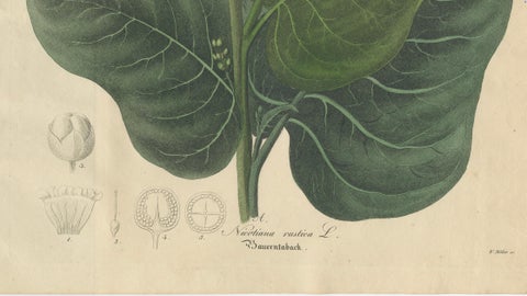 Antique Botanical Print of Nicotiana Rustica, Copper Engraving, c.1831, close-up 4
