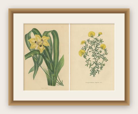 Set of 2 Antique Botany Prints, Dietes Bicolor Plant, Gompholobium '1846', shown framed