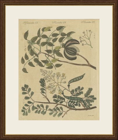 Mahogany Tree and Logwood, Antique Bertuch Print, circa 1805, shown framed