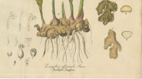 Antique Ginger Botanical Print, Zingiber Officinale, c.1831, close-up 3
