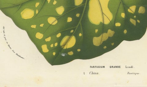 Botanical Illustration of Farfugium grande Leaf, 1854-1855 Lithograph Print, close-up 2