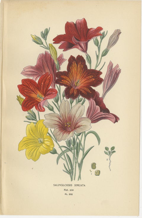 1897 Botanical Prints, Nierembergia, Salpiglossis, and Butterfly Flowers, view 3