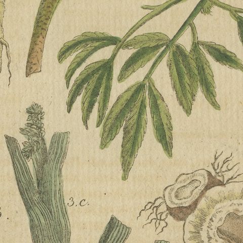 Chervil, Parsley and Celeriac Kitchen Herbs, Antique Bertuch Print, circa 1802, close-up 6