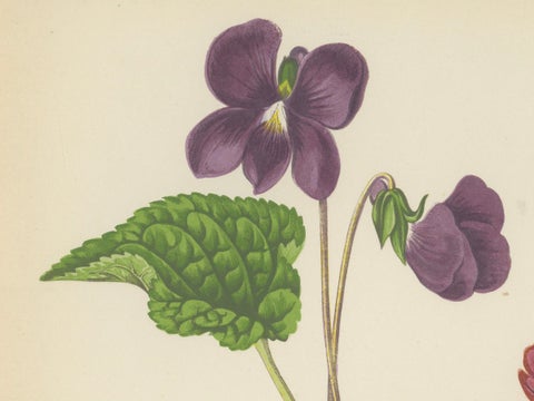 Alpine Violet and Red Calandrinia hand coloured botanical print 1874, close-up 1