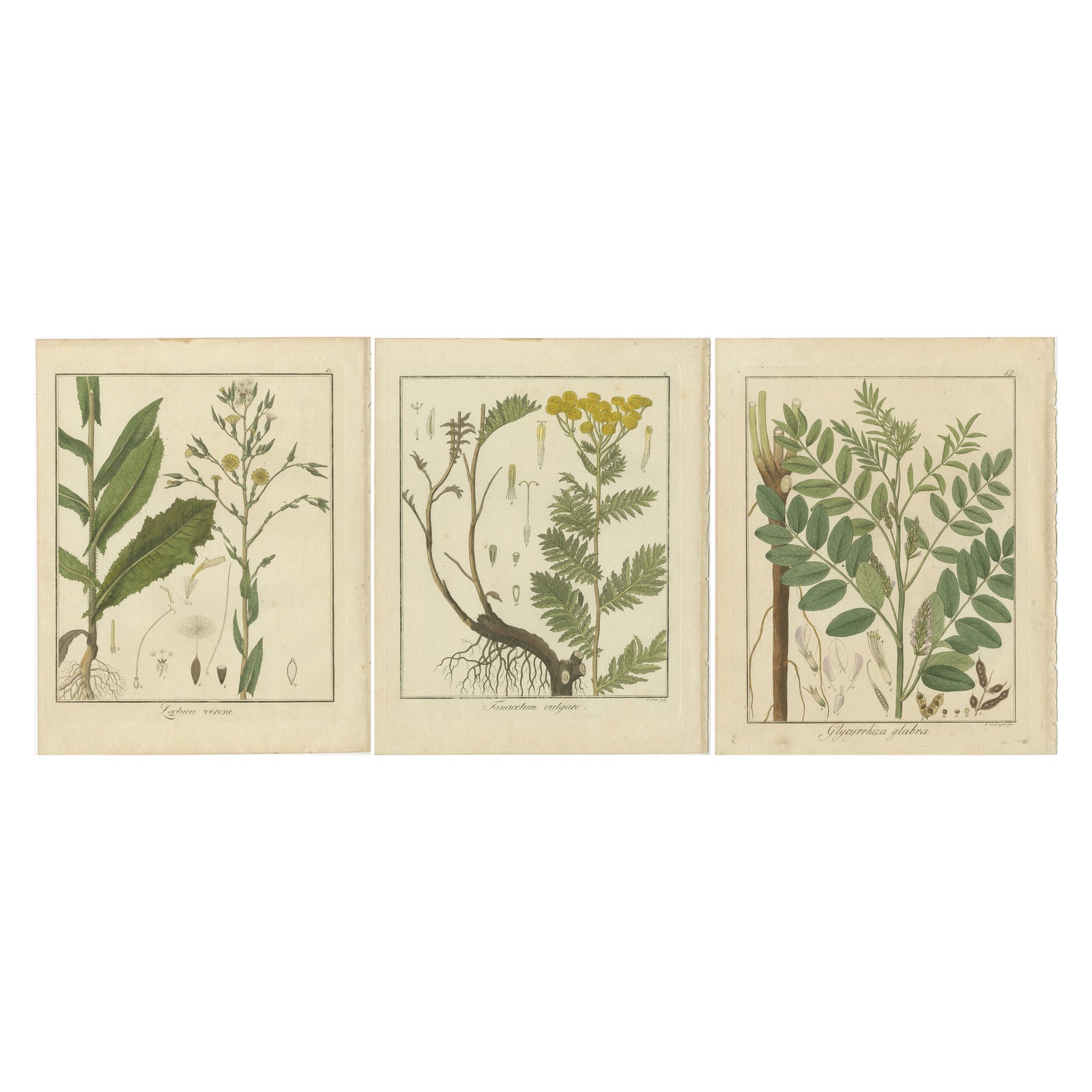 Wild Lettuce, Tansy, and Licorice: Botanical Illustrations from 1819