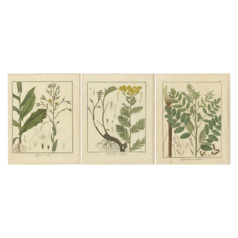 Wild Lettuce, Tansy, and Licorice: Botanical Illustrations from 1819