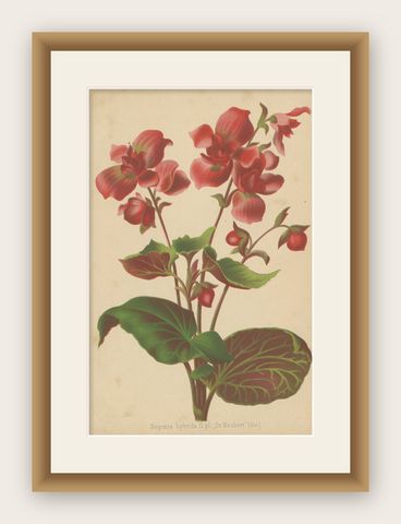 Hybrid Begonia Botanical Illustration by Louis van Houtte, 19th Century, shown framed
