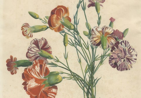 Antique Botanical Print of Carnations by Jean-Louis Prévost, 1805, close-up 4