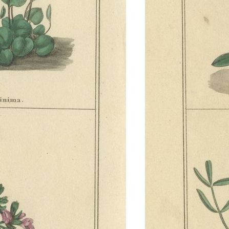 Pair of Victorian Botanical Flower Prints by B. Maund, London circa 1836, close-up 2