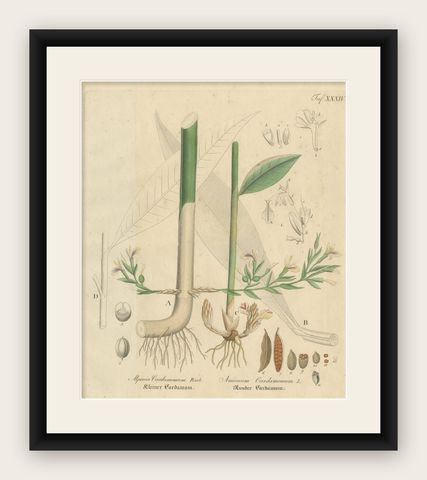 Antique Cardamom Botanical Print, Elettaria & Amomum Species, c.1831, shown framed