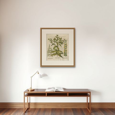 Basilius Besler Spurge, Glasswort & Pennywort Botanical Engraving, 1613, shown framed on a wall, true to size