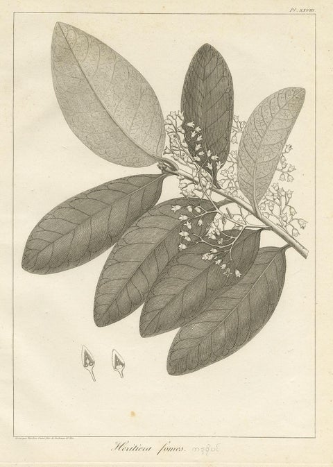 Antique Print of the Heritiera Fomes Mangrove Tree by Symes, 1800, view 4