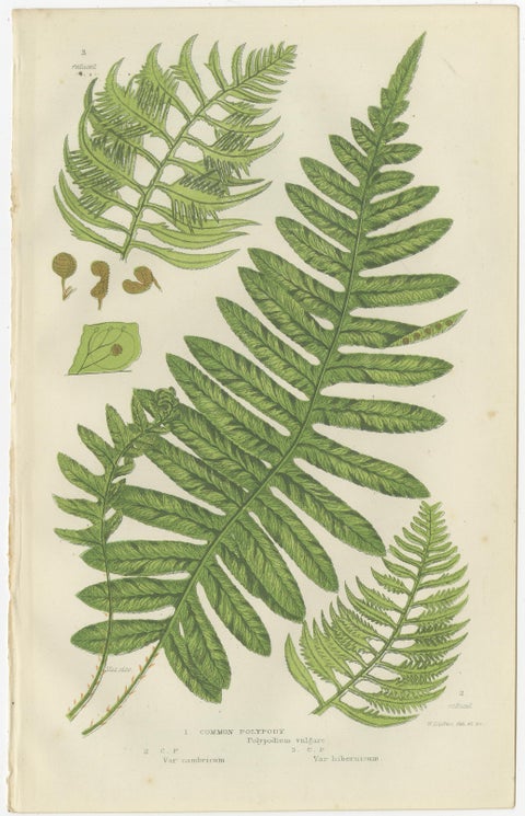 British Sedges Antique Botanical Prints, Hand-Colored Engravings, 1873, view 3