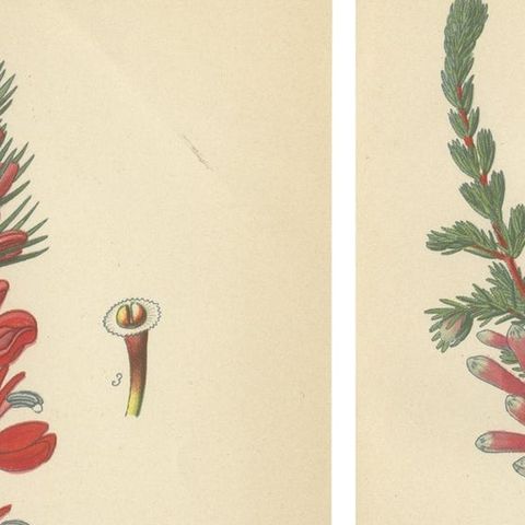 1897 Antique Botanical Prints, A Red Cardinal Flower and Wilmore's Heath, close-up 1