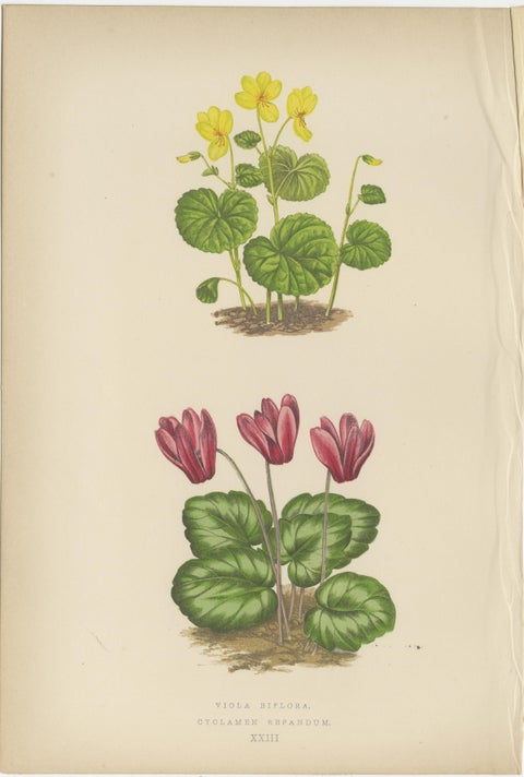 Victorian Triptych of Alpine Flowers with Gentian, Cyclamen and Sedum 1874, view 3