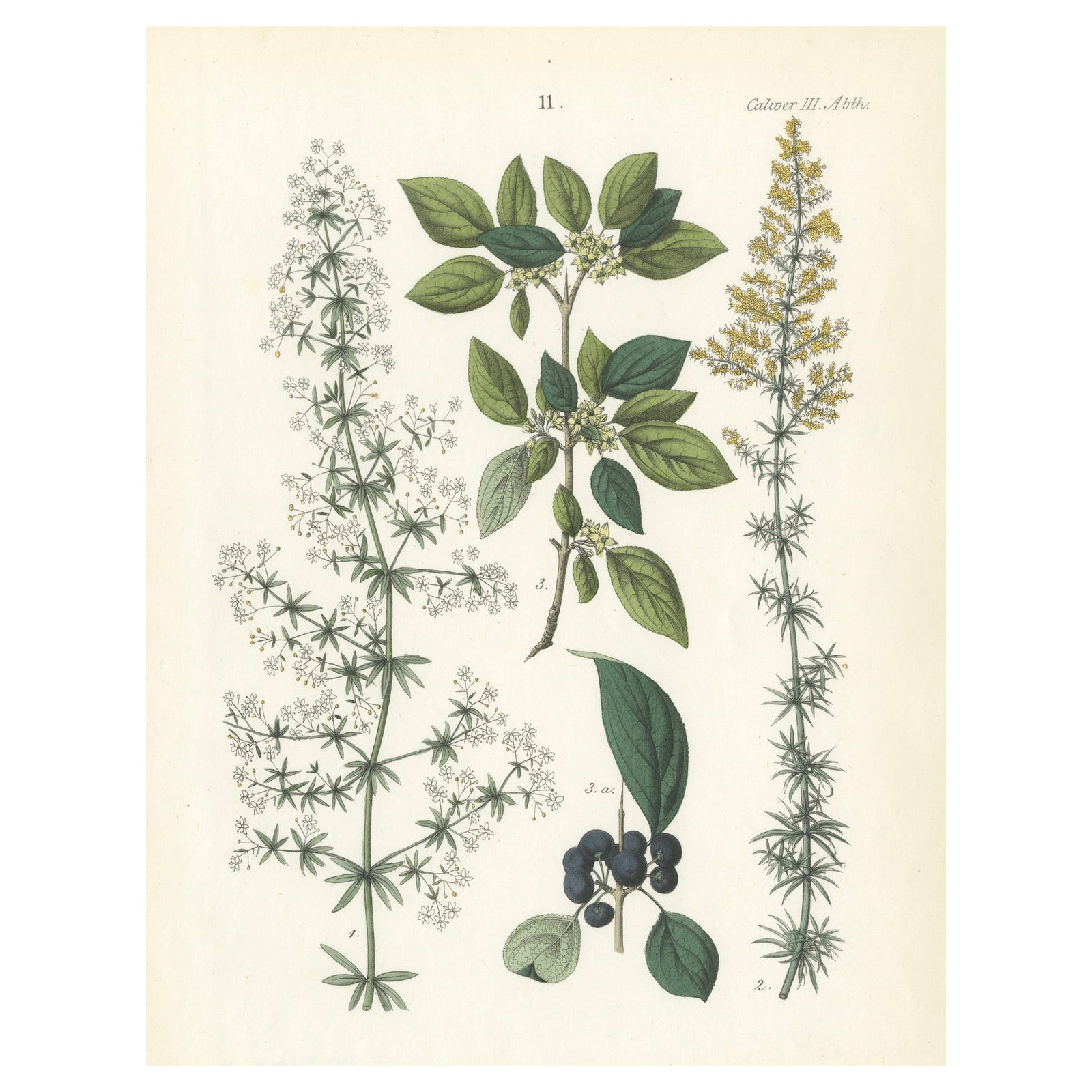 Hand-Colored Botanical Lithograph of Madder, Buckthorn, Cleavers, 1854