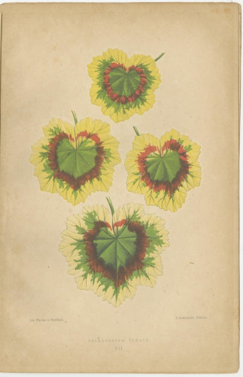 Contrasts in Nature: Pelargonium and Brassica, Botanical Art from 1880, view 2