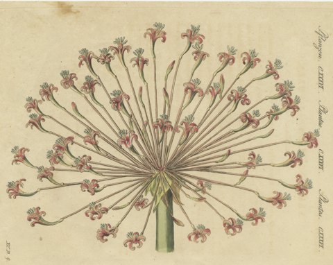 Brunsvigia Candelabra Lily Flower Head, Antique Bertuch Print, circa 1815