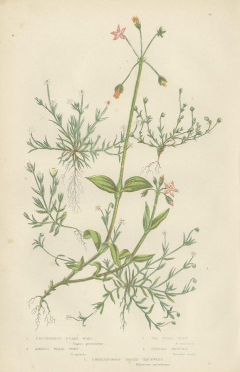 Antique Botany Print of Procumbent Pearl-Wort, c.1860, close-up 1