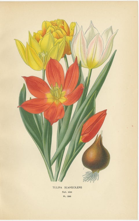 Antique Botanical Prints of Tulips & Water Hyacinth, Set of Three, c.1897, view 3