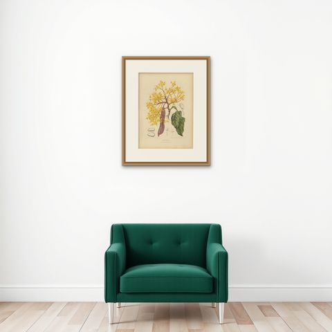 Original Antique Botanical Chromolithograph of Yellow Saraca, c.1880, shown framed on a wall, true to size