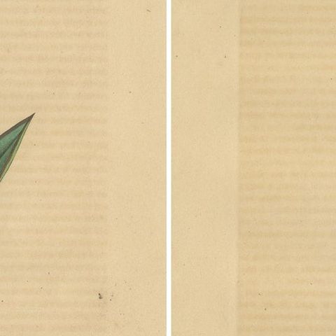 Orchid & Cotton Elegance: A Botanical Legacy in Bloom, Old Engravings of 1845, close-up 2