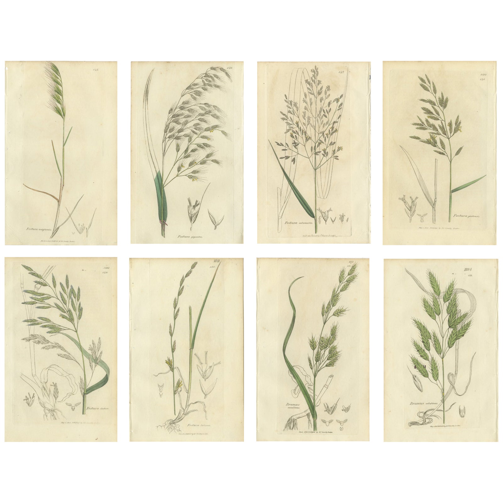 Set of 8 Antique Botanical Engravings of Festuca & Brome Grasses, c.1830