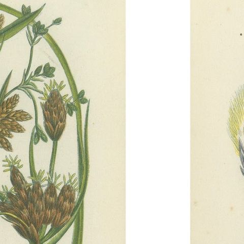 Common Wall Spleenwort Ferns, Victorian Botanical Prints, 1873 Pair, close-up 1