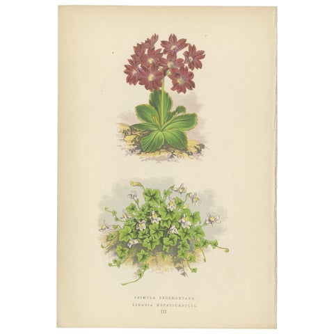 Primula Pedemontana and Alpine Toadflax, Hand-Coloured Print, 1874