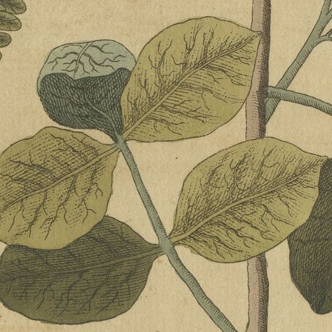 Tamarind and Pistachio Nut Tree, Antique Bertuch Print, circa 1805, close-up 3