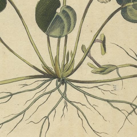Frogbit and Spiral Tape Grass Water Plants, Antique Bertuch Print, circa 1818, close-up 1