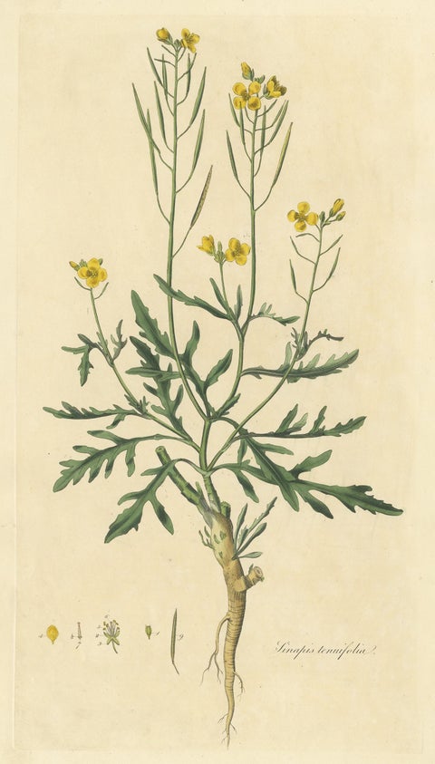 Antique Botany Print of Diplotaxis Tenuifolia by Curtis 'circa 1817', view 2