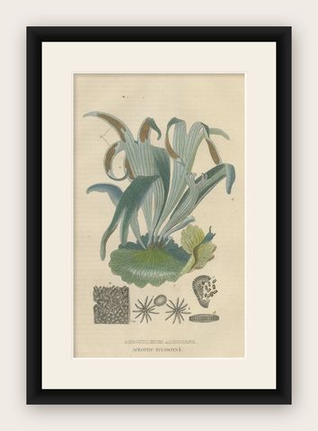 The Golden Leather Fern, An Antique Masterpiece of Botanical Illustration, 1845, shown framed