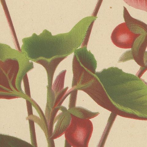 Hybrid Begonia Botanical Illustration by Louis van Houtte, 19th Century, close-up 6