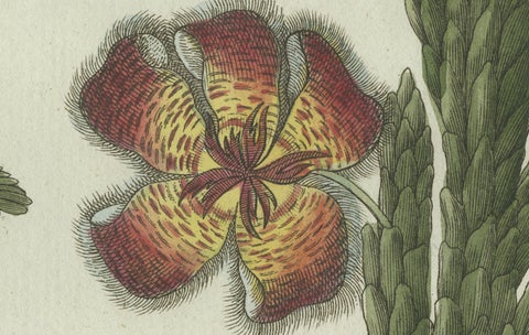 Original Antique Botanical Print of Carrion Flower and Mimosa by Bertuch, 1805, close-up 2