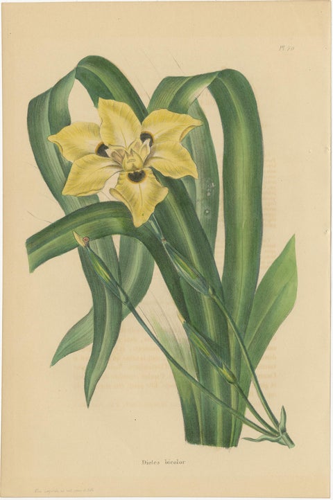 Set of 2 Antique Botany Prints, Dietes Bicolor Plant, Gompholobium '1846', view 2