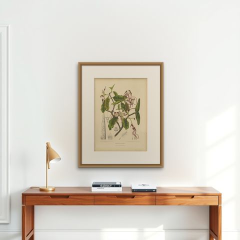 Original Antique Botanical Chromolithograph of Poison Arrow Vine, c.1880, shown framed on a wall, true to size