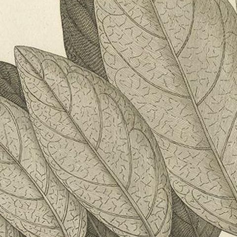 Antique Print of a Coccinea Plant Species by Symes '1800', close-up 2