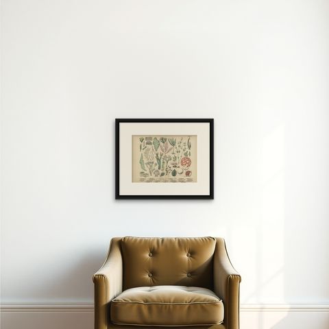 Antique Mushroom Plate, European Fungi Study, Botanical Lithograph 1885, shown framed on a wall, true to size