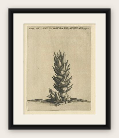 Botanical Engraving of Aloe Afric Erecta from Caspar Commelin's Work, 1706, shown framed