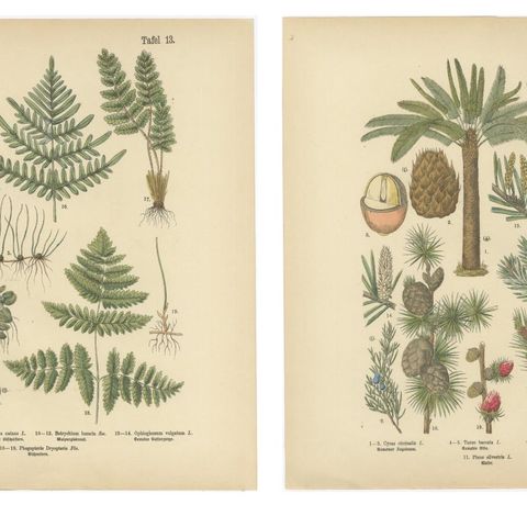 Antique German Botanical Atlas Plates, Tafel 13 to 14, Ferns & Conifers, 1885, close-up 1