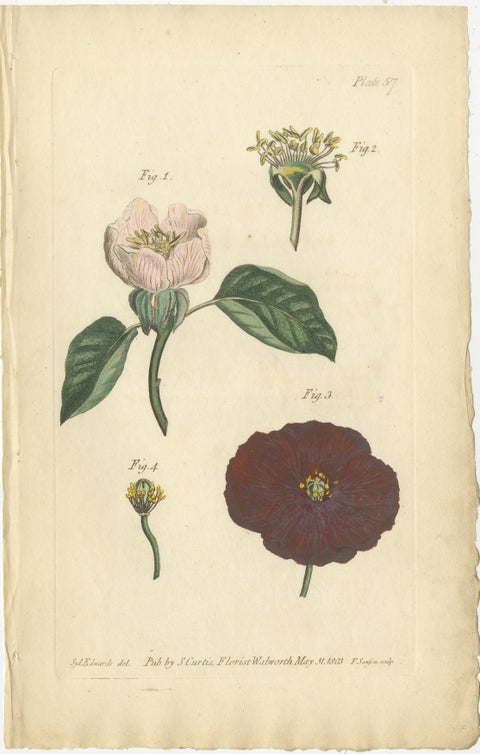 Antique Botanical Engraving of Apple Blossom and Mallow, 1803 Floral Print, view 2