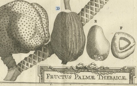 Fruits of the Theban Palm, Botanical Study of Date Palm Egypt c.1776, close-up 3