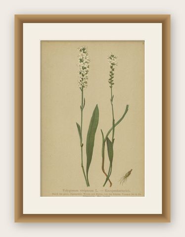 Antique Botany Print of The Bistorta Vivipara by Palla, 1897, shown framed