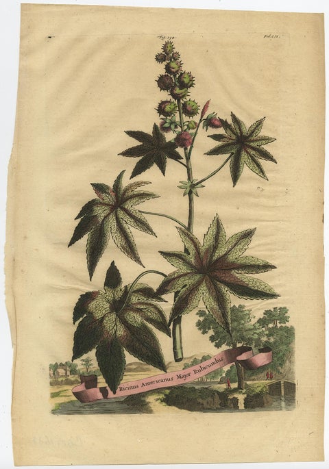 Botanical Illustration of the Castor Oil Plant (Ricinus communis), 1696, view 2