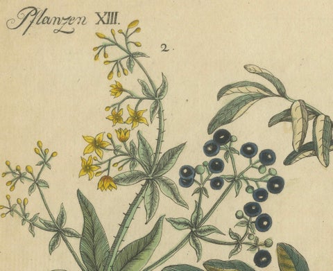 Antique Handcolored Engraving of Medicinal Plants, c.1800, close-up 4