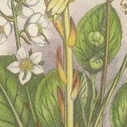 Antique Botany Print of the Large Flowered Moneses, c.1860, close-up 2
