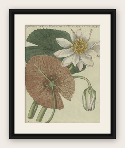 Elegant Water Lily Illustration: Handcolored Engraving from Bertuch, 1805, shown framed