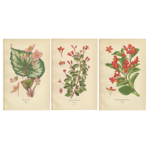 Botanical Prints: Begonia Rex, Begonia Fuchsioides & Begonia Semperflorens, 1897