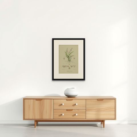 Antique Botany Print of the Large Boulder Orchid, '1884', shown framed on a wall, true to size